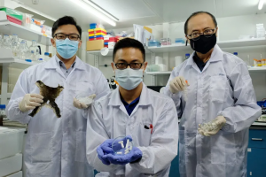 Các nhà khoa học Singapore sử dụng chất thải nuôi trồng thủy sản phục vụ cho việc sửa chữa tế bào