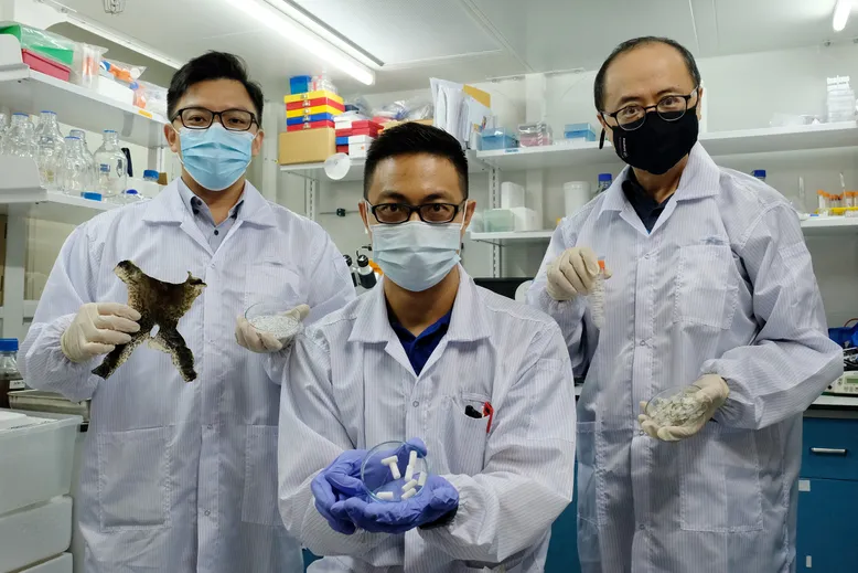 Các nhà khoa học Singapore sử dụng chất thải nuôi trồng thủy sản phục vụ cho việc sửa chữa tế bào