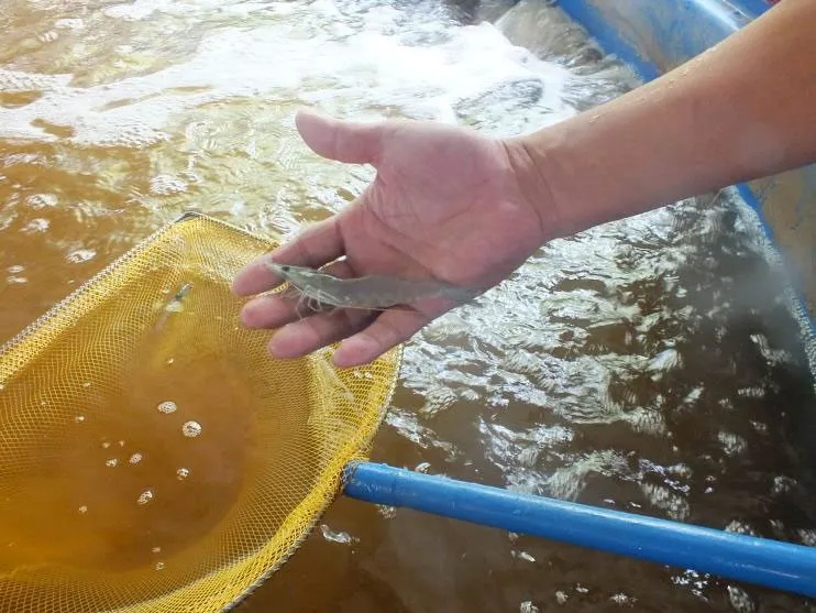 Nuôi Biofloc đã nổi lên như một phương pháp nuôi tôm và cá rô phi bền vững