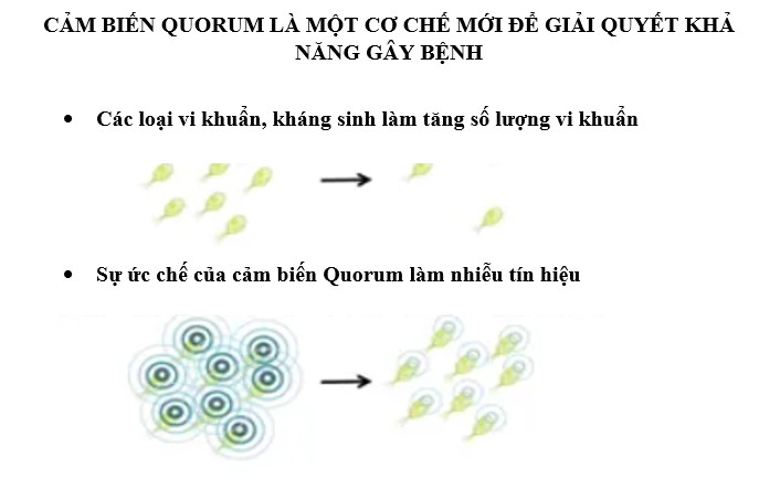 Cảm biến Quorum (QS), một cơ chế cải tiến để giải quyết khả năng gây bệnh