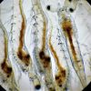 Quần thể Vibrio và thành phần vi khuẩn trong ruột của tôm L. vannamei