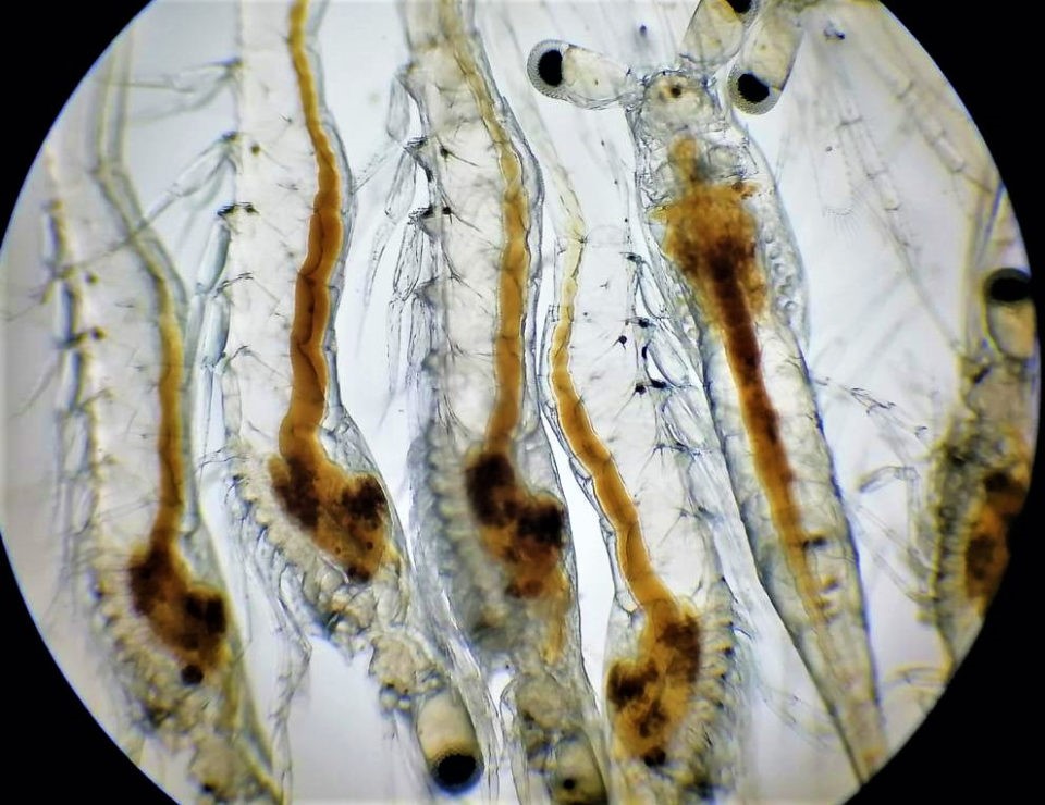 Quần thể Vibrio và thành phần vi khuẩn trong ruột của tôm L. vannamei