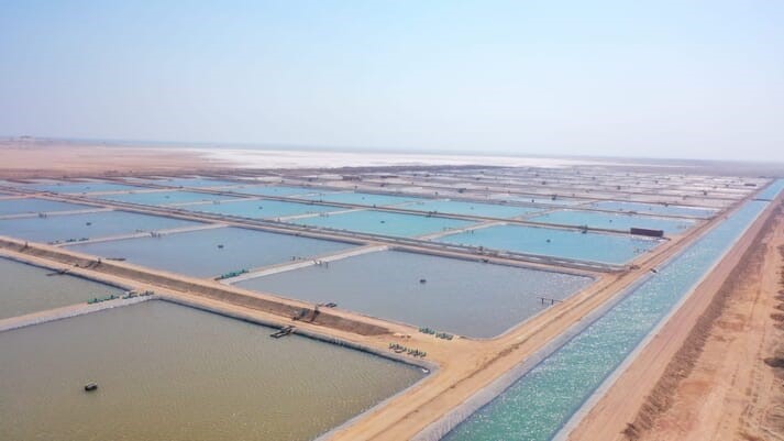 Trang trại đầu tiên của Công ty Shrimp Oceanic ở Oman