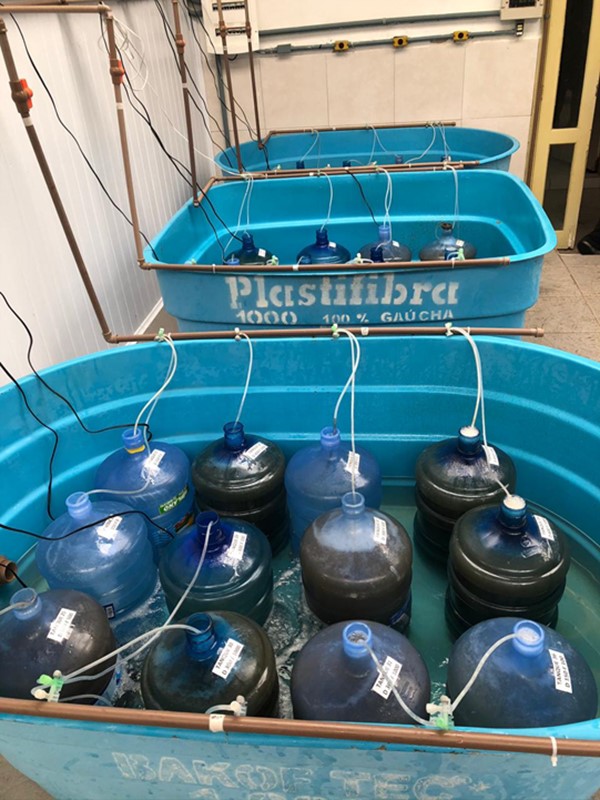 Hình ảnh các đơn vị thí nghiệm 20 lít (mỗi đơn vị có một vòi sục khí riêng) trong bể ổn nhiệt màu xanh lam