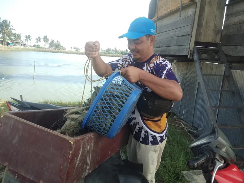Người nuôi tôm ở Indonesia đang chuyển hướng sang việc nuôi ghép để tăng lợi nhuận