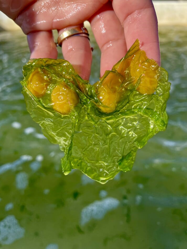 Vi tảo Ulva