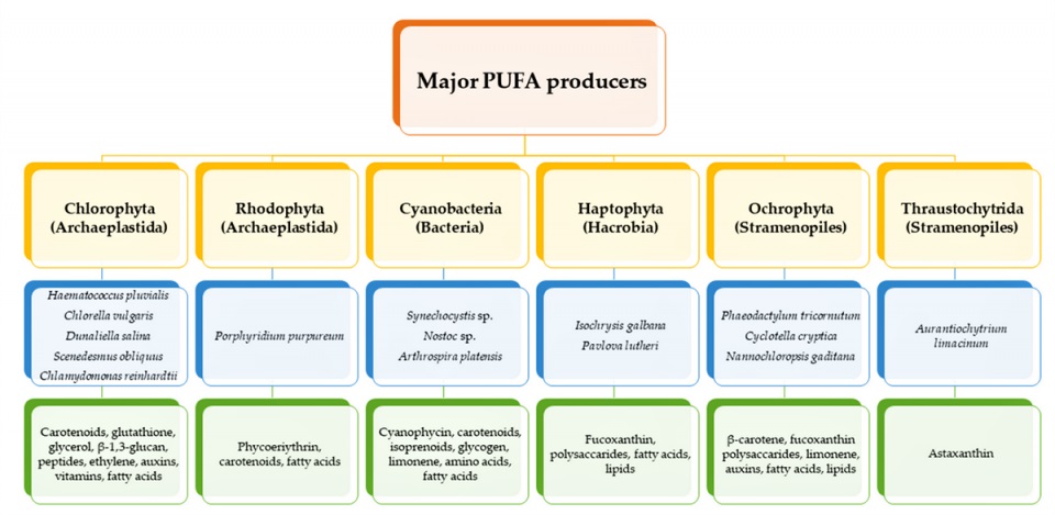 Các vi sinh vật sản xuất axit béo không bão hòa đa (PUFA) chính và các sản phẩm có giá trị cao