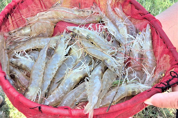 Bổ sung nucleotide thương mại vào khẩu phần của tôm thẻ chân trắng được nuôi trong các ao thâm canh ngoài trời ở Indonesia