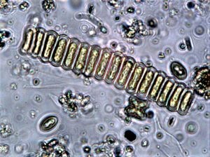 Nghiên cứu này đánh giá ảnh hưởng của vi tảo Scenedesmus đối với tôm thẻ chân trắng và cá rô phi sông Nile trong môi trường biofloc