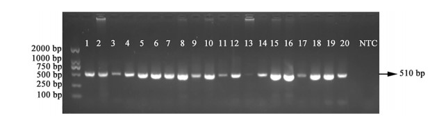 Xét nghiệm PCR để phát hiện EHP ở tôm thẻ P. vannamei phát triển còi cọc