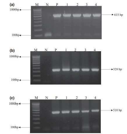 Phát hiện virus hội chứng đốm trắng bằng PCR trong các cơ quan khác nhau của tôm thẻ Penaeus vannamei bị nhiễm bệnh thực