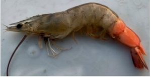Tôm Penaeus vannamei nhiễm bệnh myonecrosis truyền nhiễm đỏ thân, còi và đục cơ phần đuôi thu từ ao nước ngọt có dịch bệnh bùng phát