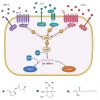 Hệ thống cảm biến đại biểu ba kênh của Vibrio campbellii