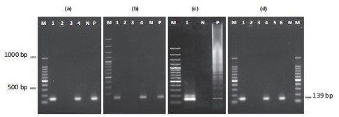 Phát hiện IMNV bằng RT- PCR lồng sử dụng mồi OIE tại các địa điểm khác nhau ở Ấn Độ