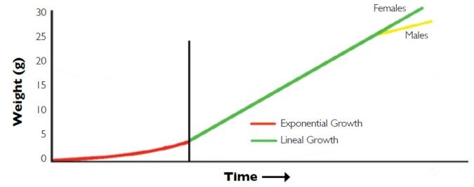 Hình 1: Đường cong tăng trưởng giả định của tôm nuôi, lưu ý rằng tốc độ tăng trưởng của tôm đực chậm lại ở khoảng 25g