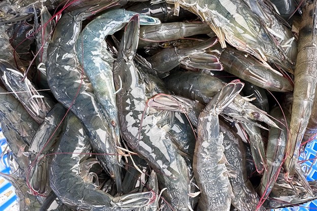 Investigating the effects of ammonia, nitrite and sulfide on Pacific white shrimp juveniles Study investigated the effects of ammonia, nitrite and sulfide on survival and damage to various tissues and organs of Pacific white shrimp juveniles. Photo by Francisco Miranda.