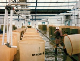 Kiểm Soát Vibrio Trong Nuôi Tôm: Phần 1 Hệ thống nuôi Artemia có thể là nguồn gây ô nhiễm vi khuẩn nghiêm trọng. Các biện pháp giảm thiểu bao gồm từ việc bổ sung vi khuẩn đến khử trùng để tiêu diệt Vibrio bám trên bề mặt.