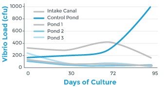 Vibrio control in shrimp farming: Part 2 Fig. 1: Vibrio loads can be impacted in some production environments through the use of bacterial amendments.