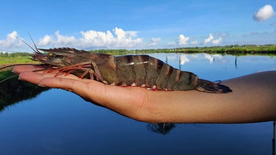 tôm sú gia hoá Bình Minh