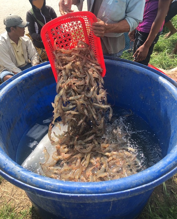 Tôm sú kích cỡ lớn