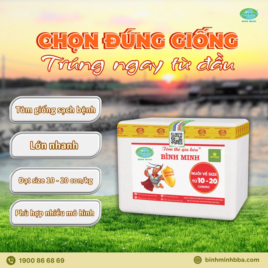 Những Ưu Điểm Nổi Bật Khi Nuôi Tôm Thẻ Ở Độ Mặn 5‰ Tôm thẻ gia hoá Bình Minh