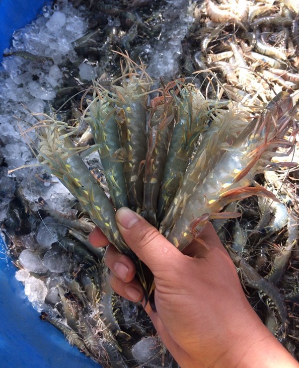 Tôm sú kích cỡ lớn
