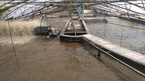 Góc nhìn từ bên trong một trong những bể nuôi BFT có thể tích thực tế 766 mét khối tại Chambo Fisheries, cho thấy các ngăn có màn chắn cho phép sử dụng lịch trình sản xuất tuần tự liên tục.