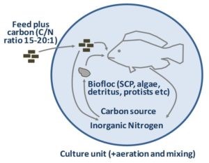 Tối Ưu Hóa Hệ Thống Công Nghệ Biofloc Nuôi Cá Rô Phi, Phần 2 Hình 1: Công nghệ biofloc hoạt động như thế nào?