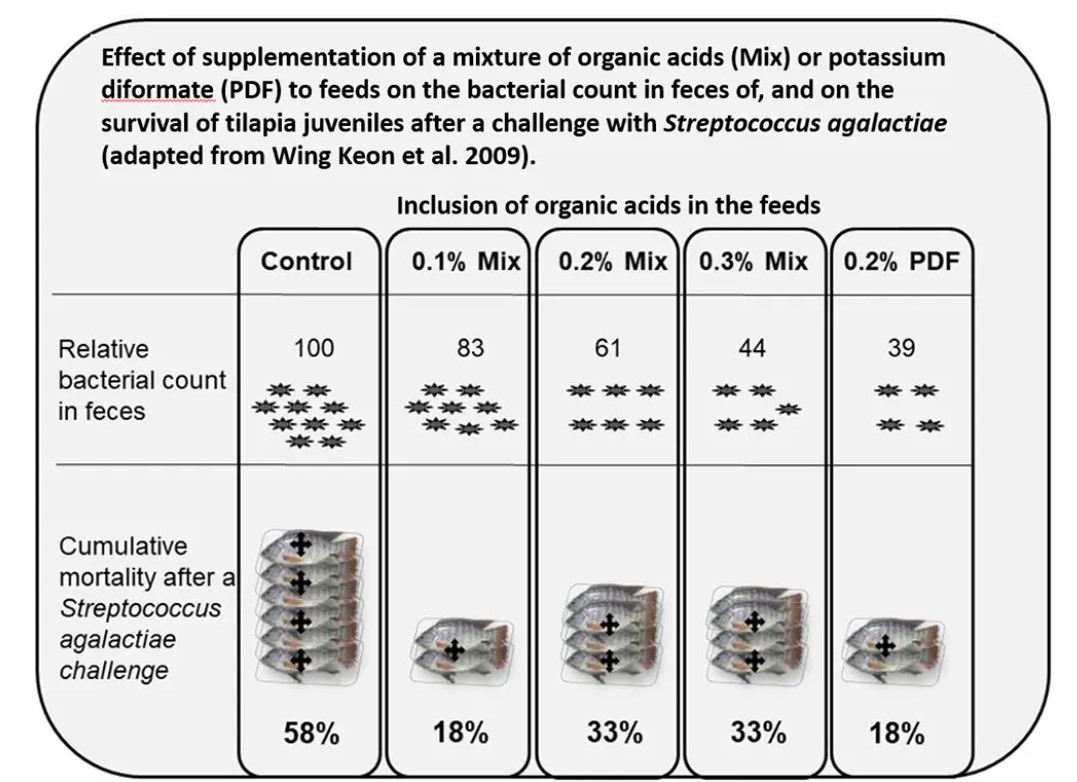 Advances in tilapia nutrition, part 2 Fig. 2: Effect of organic acids on the resistance of tilapia to Streptococcus agalactiae (adapted from Wing-Keong et al 2009).