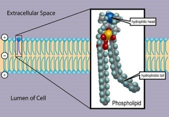 A look at phospholipids in aquafeeds Phospholipid là một loại lipid chứa phốt pho và là thành phần chính của tất cả màng tế bào vì chúng tạo thành lớp kép lipid.