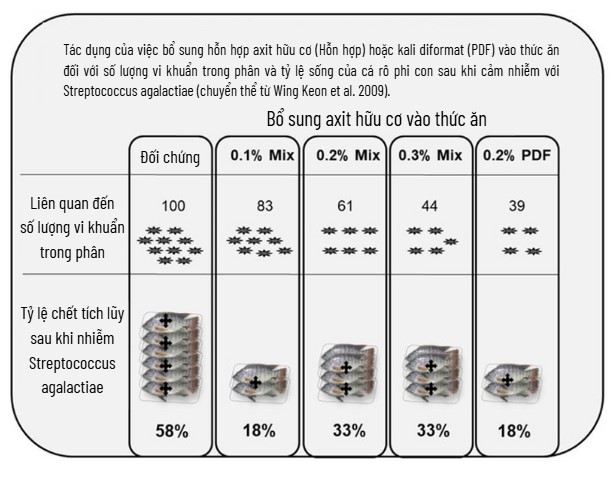 Những Tiến Bộ Trong Dinh Dưỡng Cá Rô Phi, Phần 2 Hình 2: Tác dụng của axit hữu cơ đến khả năng kháng Streptococcus agalactiae của cá rô phi (chuyển thể từ Wing-Keong et al 2009).