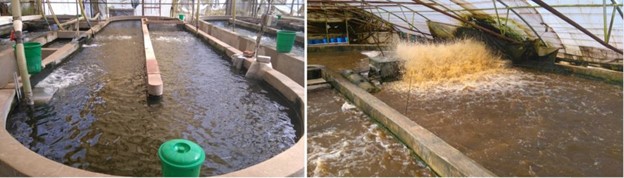 Tối Ưu Hóa Hệ Thống Công Nghệ Biofloc Nuôi Cá Rô Phi, Phần 2 Cận cảnh bể ương cá của Chambo Fisheries (bên trái); Mặt trước của máy sục khí guồng nước 10 mã lực tại Chambo Fisheries (bên phải).