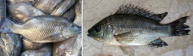Tối Ưu Hóa Hệ Thống Công Nghệ Biofloc Nuôi Cá Rô Phi, Phần 2 Cá rô phi Mozambique (O.mosambicus, trái) và cá rô phi Shiranus (O. shiranus , phải) tại Thủy sản Chambo.