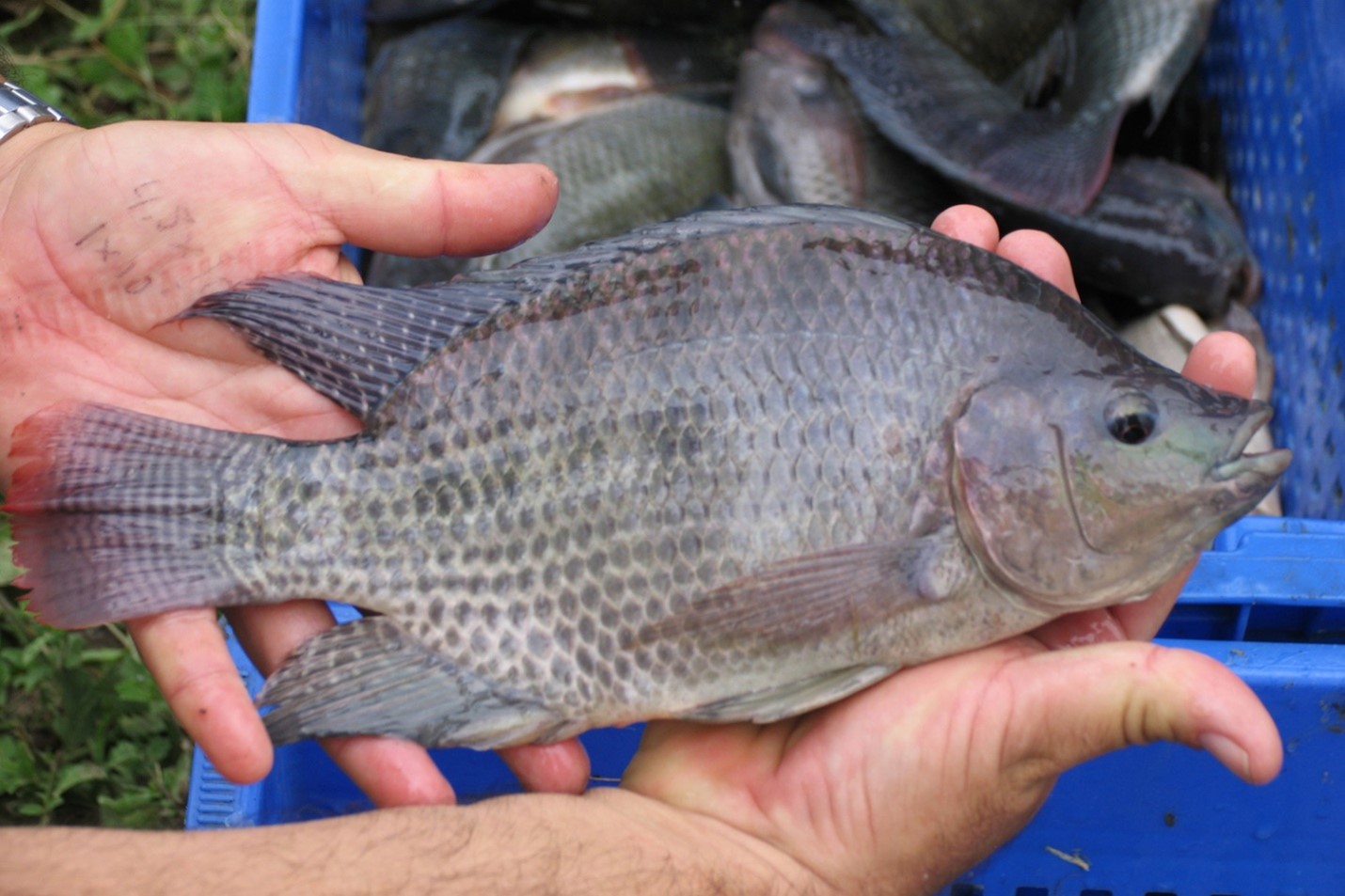 Application of ultrasonography for sex identification and reproductive assessment in Nile tilapia Study applied ultrasonography for sex identification and reproductive assessment in Nile tilapia. Results showed that distinct echogenic patterns allow for accurate differentiation between the female and male fish, and suggests that integrating ultrasound technology in fish farming practices can enhance selective breeding programs, improve production efficiency, and promote sustainable aquaculture. Photo by Darryl Jory.