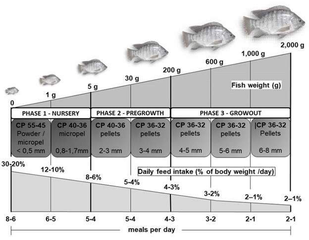 Advances in tilapia nutrition, part 2 Fig. 3: An example of a feeding program used for tilapia.