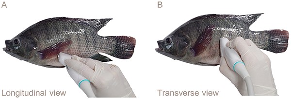 Application of ultrasonography for sex identification and reproductive assessment in Nile tilapia Fig. 2: Characteristics of the external genitalia in the posterior area and the gross anatomy of Nile tilapia: (A) External genitalia of female Nile tilapia showing the anus, genital pore, and urinary pore. (B) Anatomy of the ovary in female Nile tilapia (white arrow). (C) External genitalia of male Nile tilapia showing the anus and urogenital opening. (D) Anatomy of the testis in male Nile tilapia (white arrow).