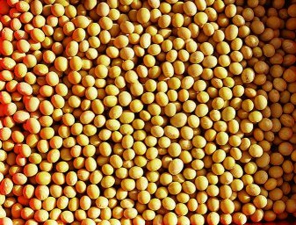 A look at phospholipids in aquafeeds Đậu nành (bên trái). Ảnh của Lynn Betts, do Dịch vụ Bảo tồn Tài nguyên Thiên nhiên USDA cung cấp.