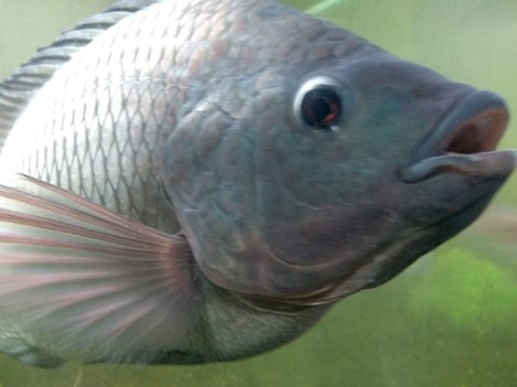 Advances in tilapia nutrition, part 1 Adequate nutrition is critical for tilapia growth, feed efficiency, health and immune status, and flesh quality of farmed tilapia.