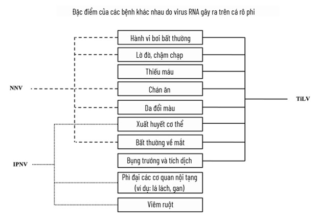 Prevention and control strategies for viral infections in farmed tilapia Fig. 3: Disease characteristics exhibited in tilapia after infection with individual RNA viruses.