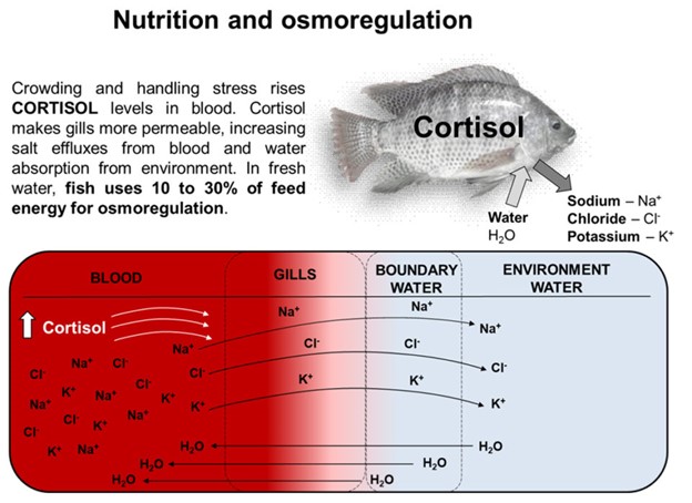 Advances in tilapia nutrition, part 1 Fig. 1: Representation of electrolyte’s losses and water absorption in freshwater fish (drawing by author).