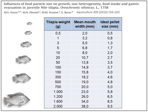 Advances in tilapia nutrition, part 2 Fig. 4: Ideal pellet size (diameter) for tilapia of different weights, adapted from a study performed by Azaza et al (2010), in which best pellet size were determined at 23 to 28 percent (average 25 percent) of mouth width of Nile tilapia.