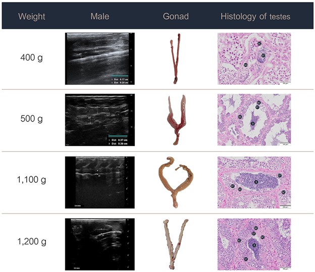 Application of ultrasonography for sex identification and reproductive assessment in Nile tilapia Fig. 4: Ultrasound images, gross anatomy, and histology of the testes of male Nile tilapia at different weights. S, spermatozoa; SC, spermatocytes; SG, spermatogonia; ST, spermatids.