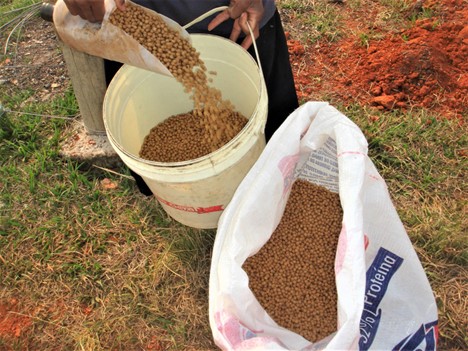 Advances in tilapia nutrition, part 2 Many feed additives can be used in the manufacture of good quality feeds that promote adequate tilapia growth and health.