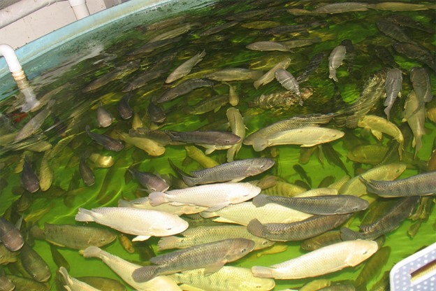 Grow-out protein requirements of Nile tilapia fed fishmeal-free diets This study evaluated the protein requirements during the grow-out of Nile tilapia fed fish meal-free diets. Results showed that protein levels can significantly affect certain performance, yield and composition parameters and support using fishmeal-free soybean- and corn-based diets. Photo by Darryl Jory.