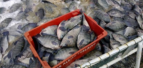 Advances in tilapia nutrition, part 2 A well-formulated and manufactured feed, properly applied and managed, supports the production off high-quality products.