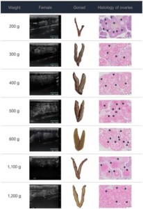 Application of ultrasonography for sex identification and reproductive assessment in Nile tilapia Fig. 3: Ultrasound images, gross anatomy, and histology of the ovaries of female Nile tilapia at different weights. PN, perinucleolar oocyte; PV, previtellogenic oocytes; R, ripe-stage oocyte; V, vitellogenic oocyte.