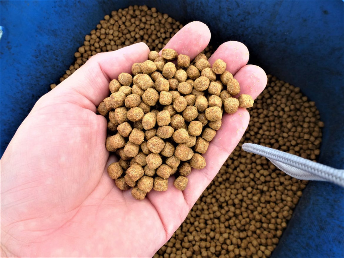 Advances in tilapia nutrition, part 2 Proper aquafeeds and nutrition are critical for adequate growth, feed efficiency, health and immune status, and flesh quality of farmed tilapia, one of the most important farmed fish species in the world