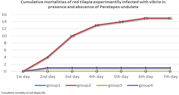 Study shows potential of a marine bivalve as a natural solution for vibriosis control in tilapia farming Fig.1: Cumulative mortalities of red tilapia experimentally infected with V. alginolyticus in the presence and absence of P. undulata. Adapted from the original.