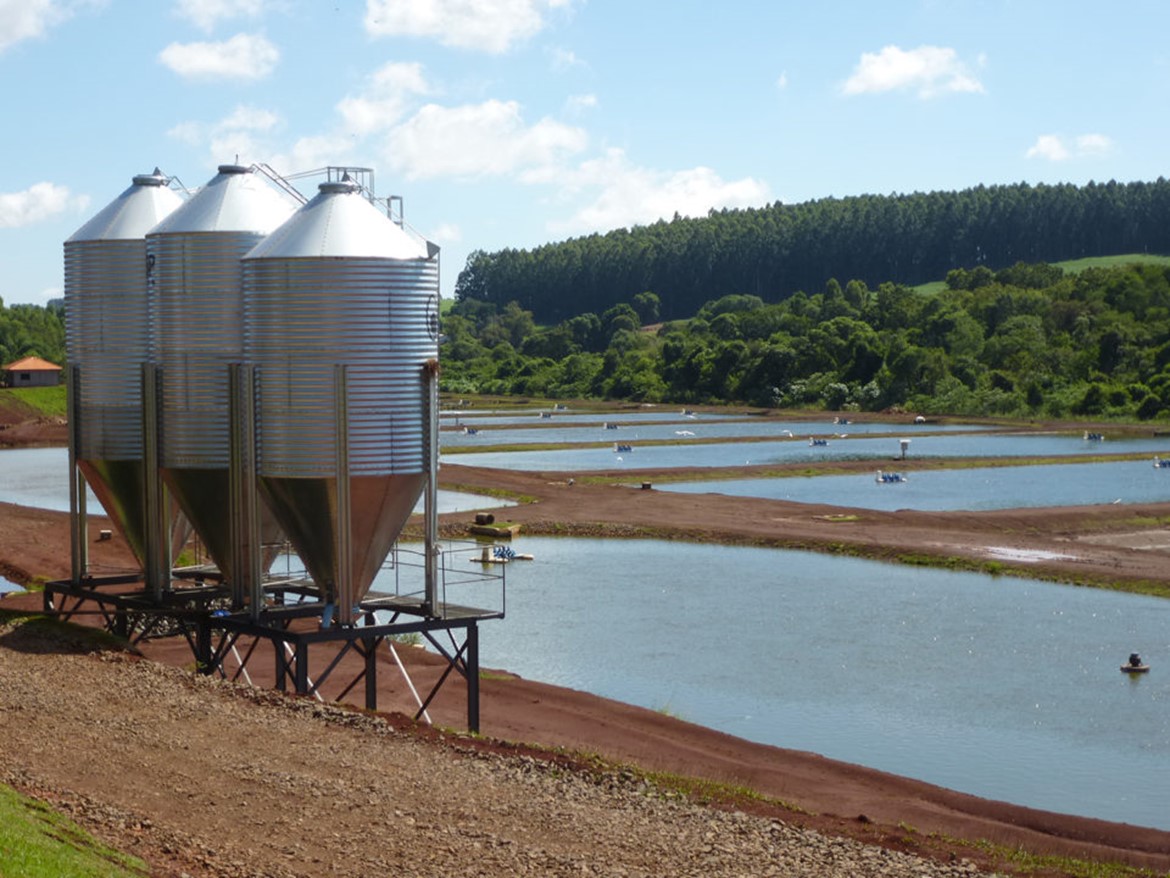 Advances in tilapia nutrition, part 2 Supplementing tilapia feeds with minerals and vitamins is particularly necessary in intensive production systems, where the contribution of natural food (mainly plankton) is of relatively minor relevance.