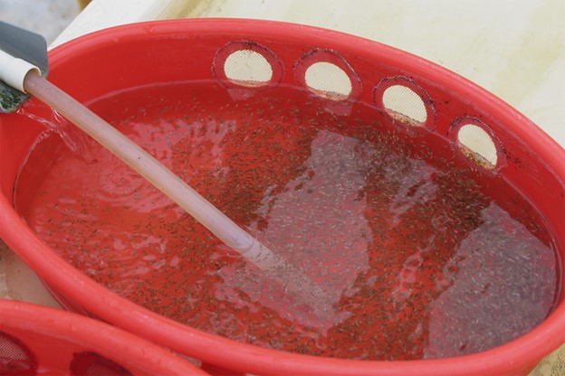 Nghiên cứu đã chỉ ra tiềm năng của chiết xuất trà rooibos như một thành phần chức năng trong khẩu phần ăn của cá rô phi Mozambique. Khi bổ sung 30% chiết xuất trà rooibos lên men hoặc trà rooibos tươi vào thức ăn, tốc độ tăng trưởng của ấu trùng cá tăng đáng kể so với nhóm đối chứng. Kết quả cho thấy chiết xuất trà rooibos không chỉ cải thiện tốc độ tăng trưởng mà còn nâng cao hiệu quả sử dụng thức ăn, mở ra cơ hội thúc đẩy năng suất nuôi cá rô phi và góp phần phát triển ngành sản xuất protein thủy sản theo hướng bền vững. (Ảnh: Darryl Jory).